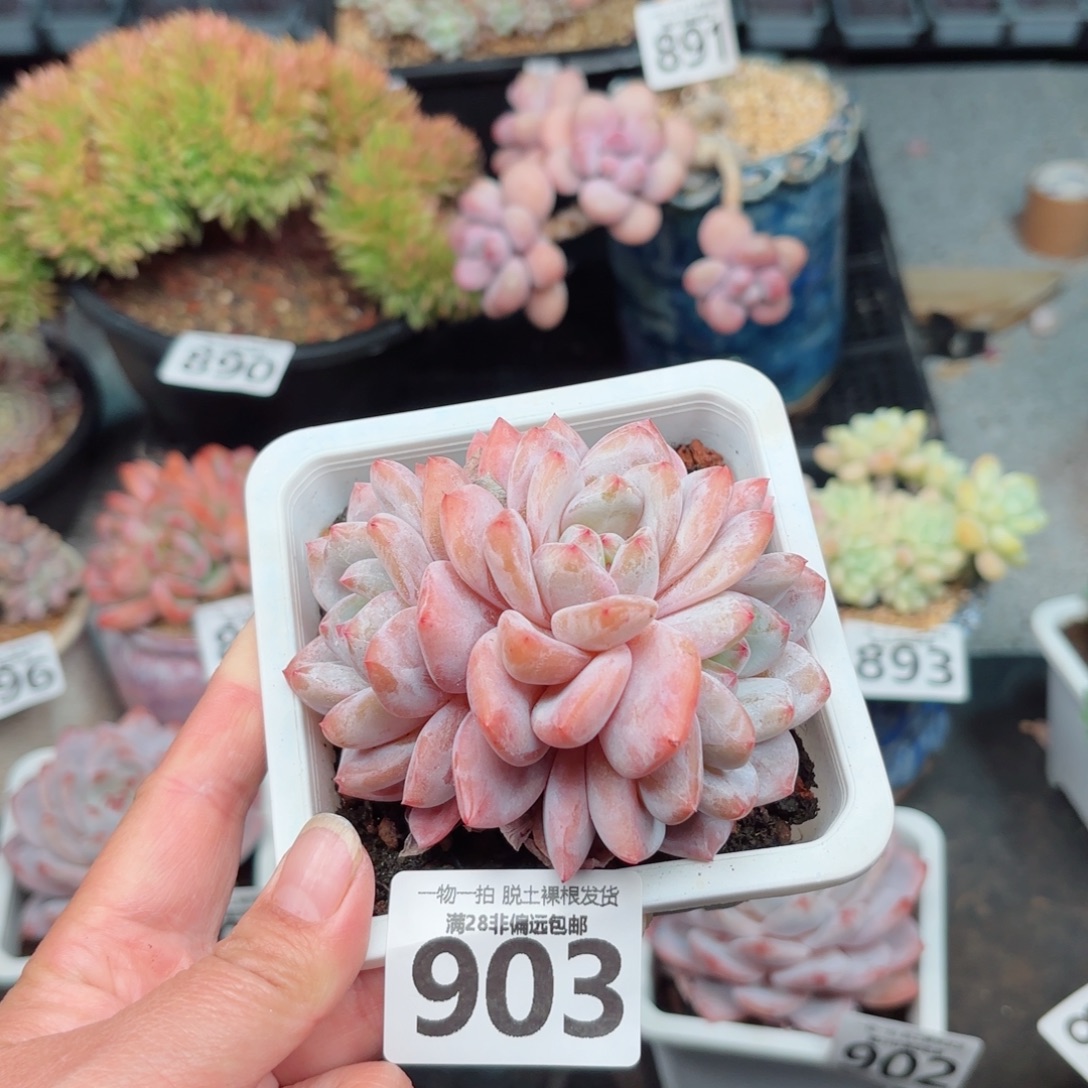 橙梦露无盆土发货