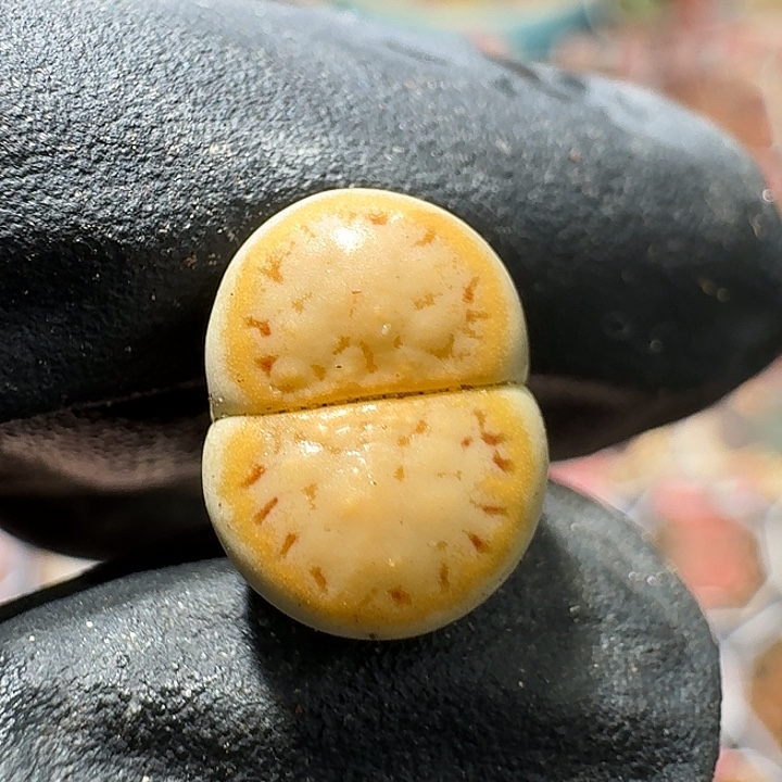 生石花1111212。  386