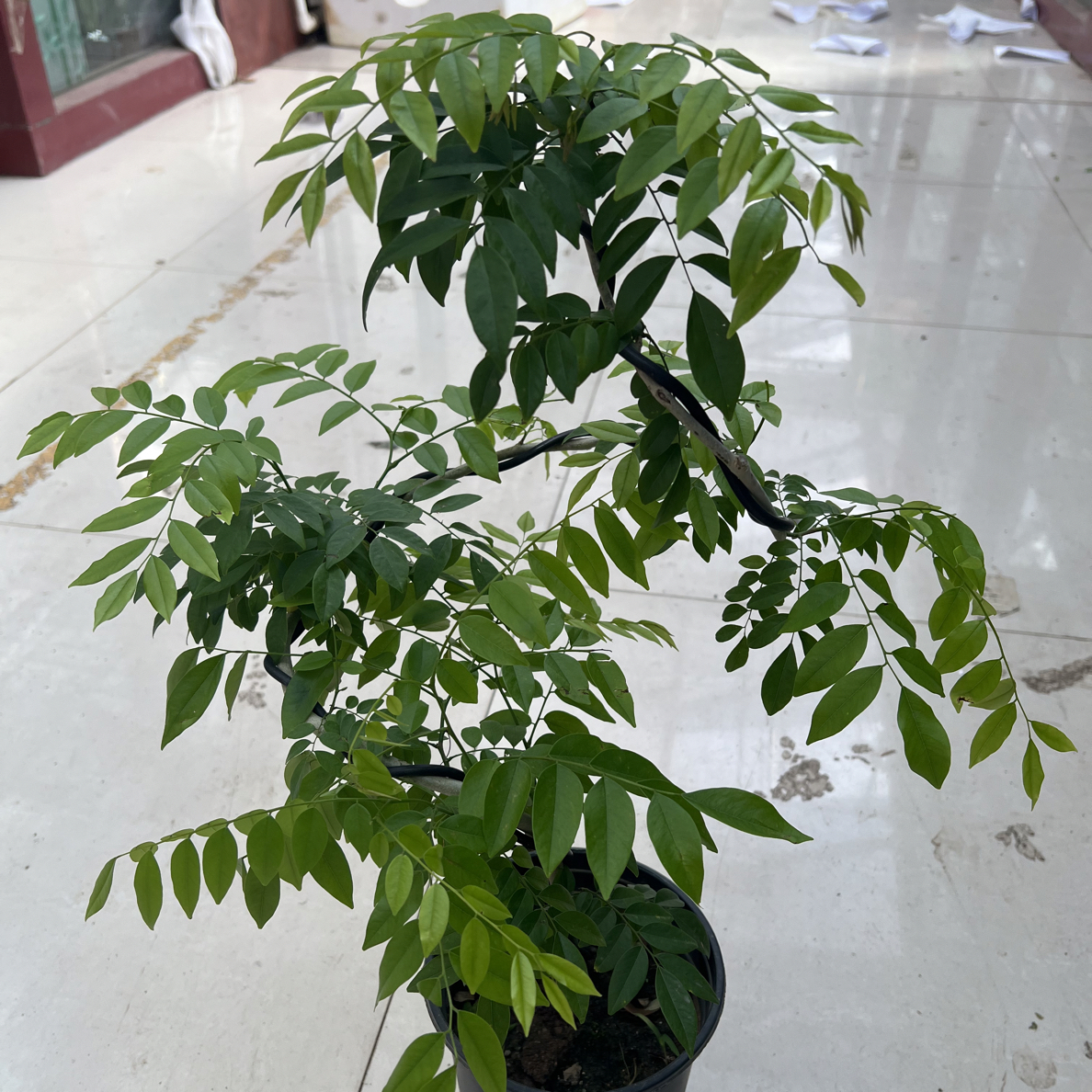 网红造型黄花梨老桩盆景室内客厅四季好养活阳台植物 