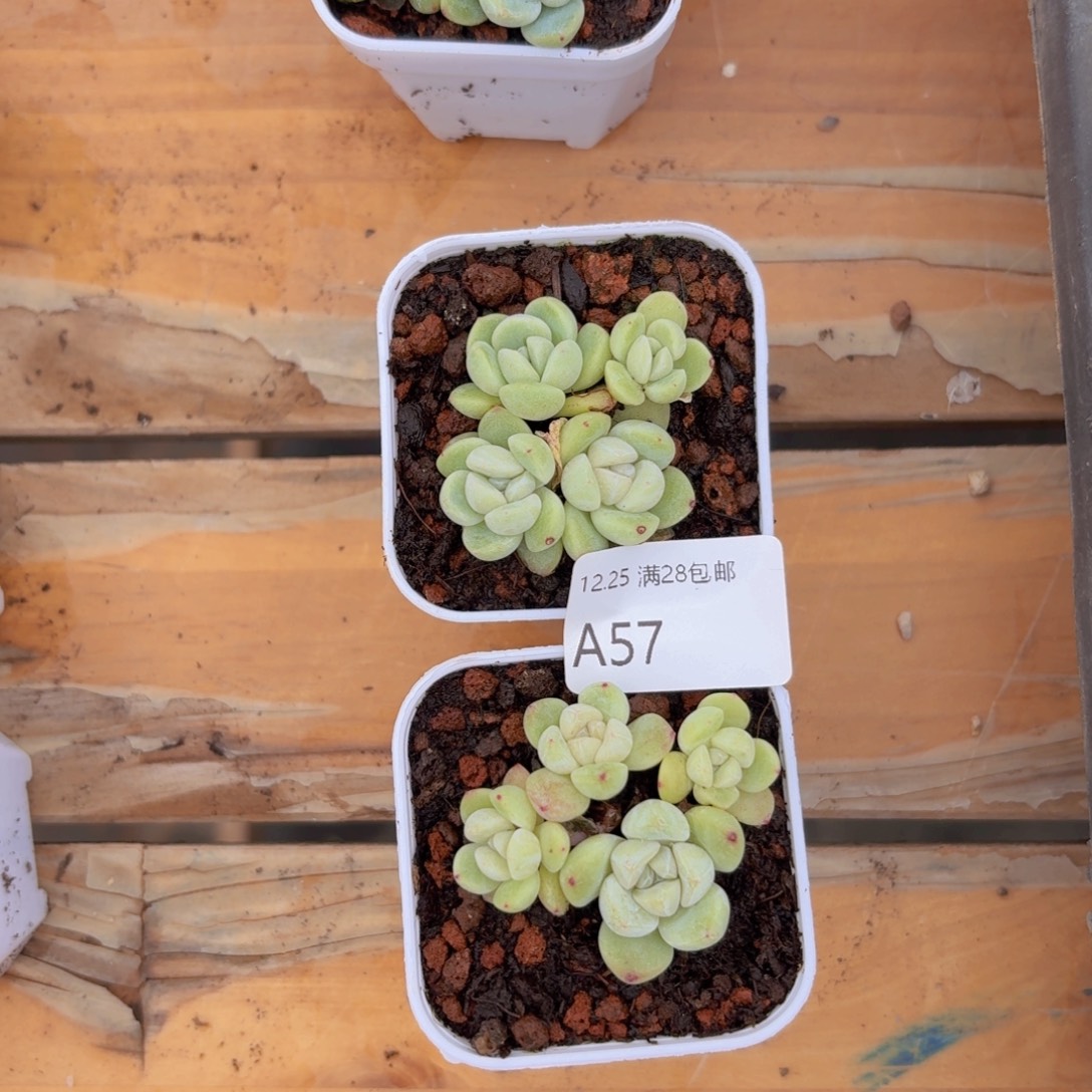 『***.2个4头趴地群冰玉脱土发货