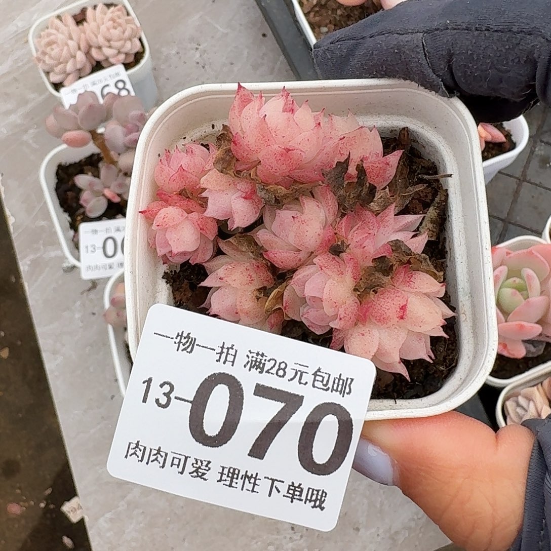 麦秆无盆无发货无