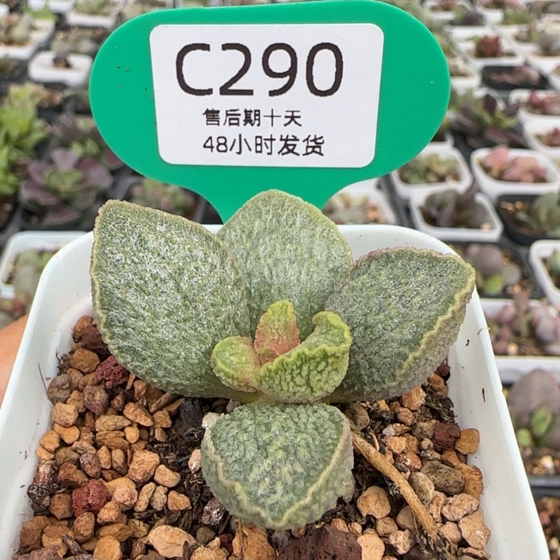 小***子伯牙。   290。      