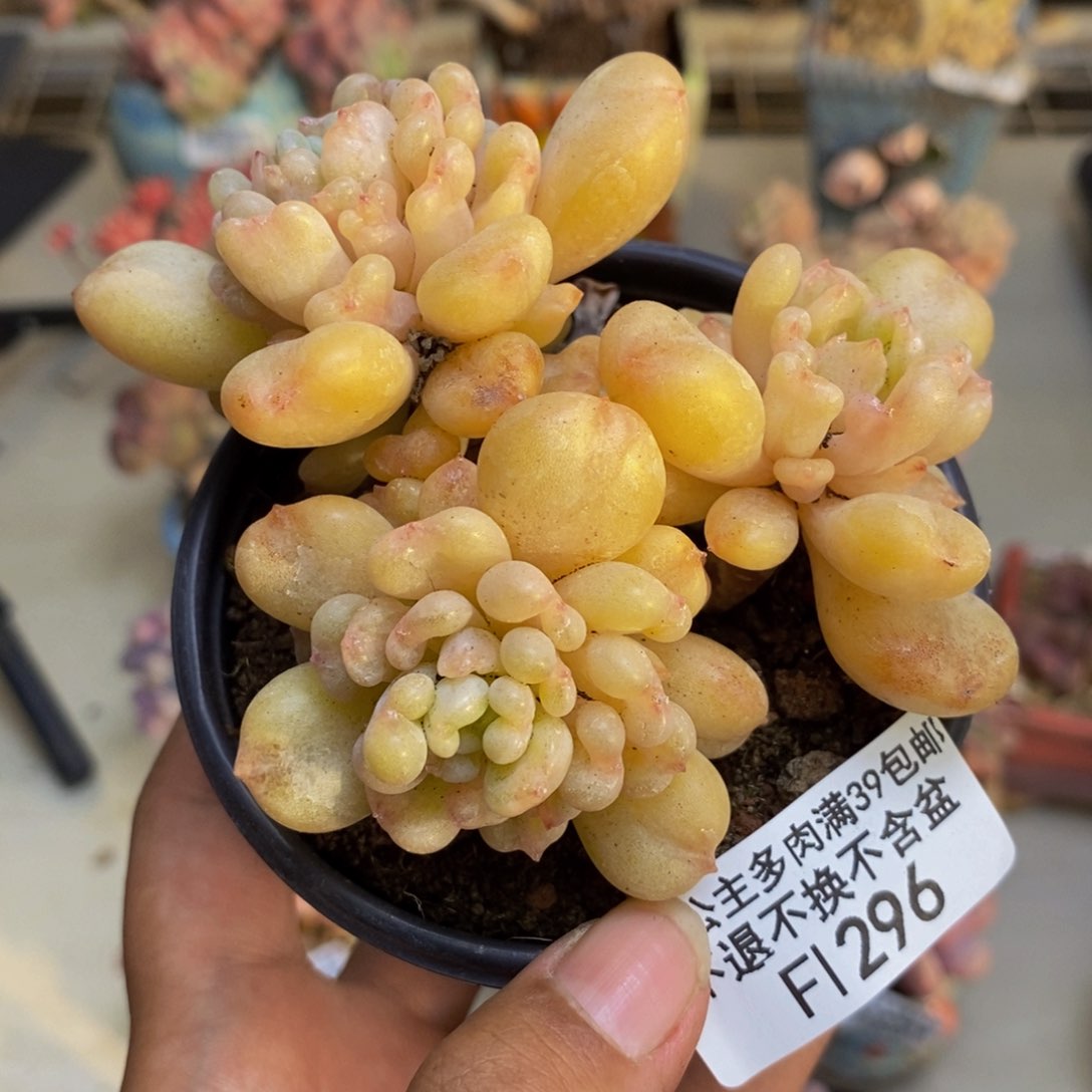 296比尔盖茨多肉7c m