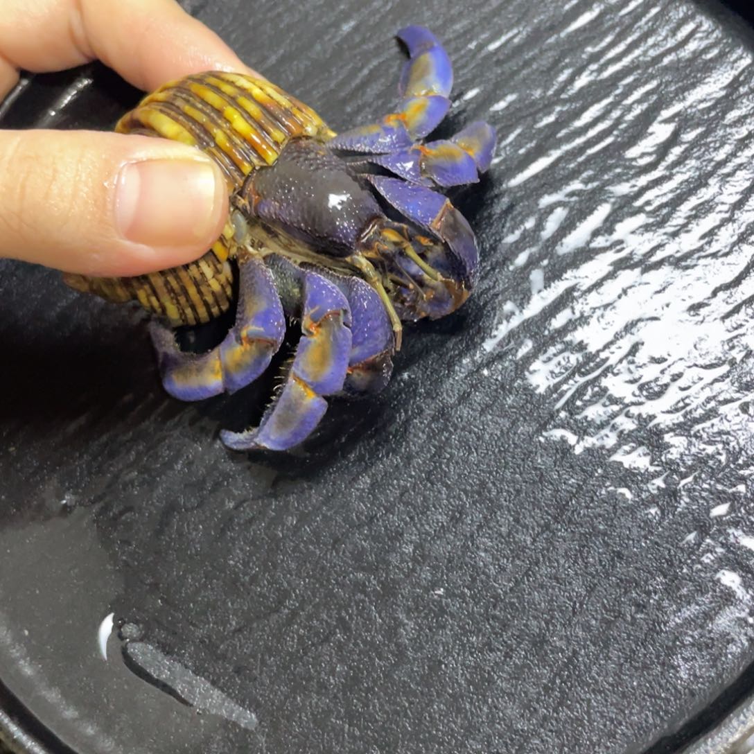 寄居蟹寄居蟹寄居蟹寄居蟹