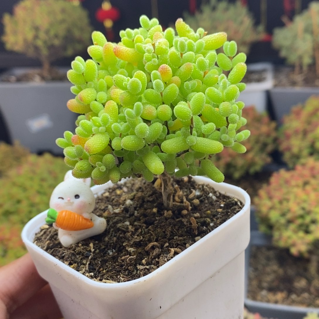 400号金桔糖球枝干多肉