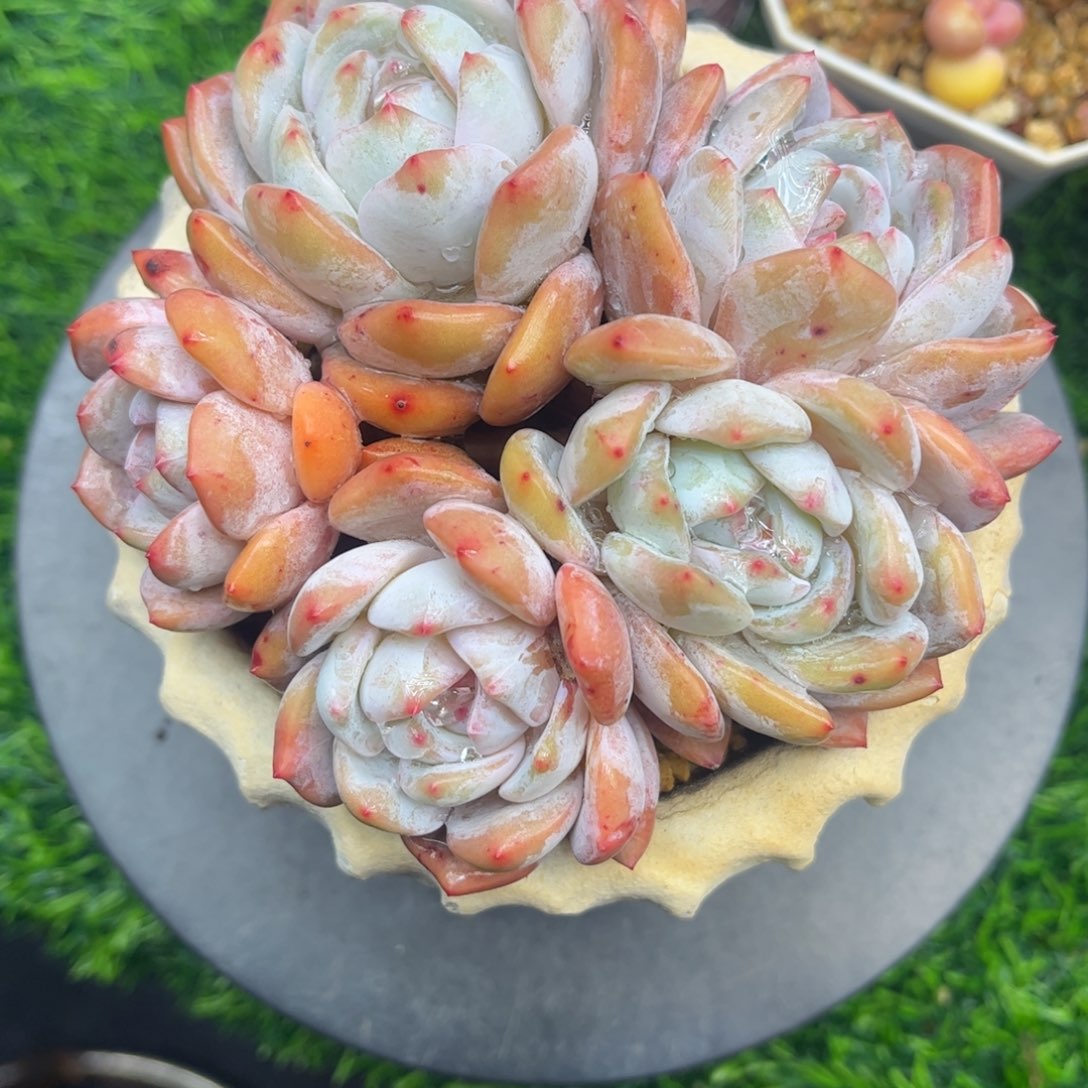 橙梦露老桩5头自然群生13冠幅