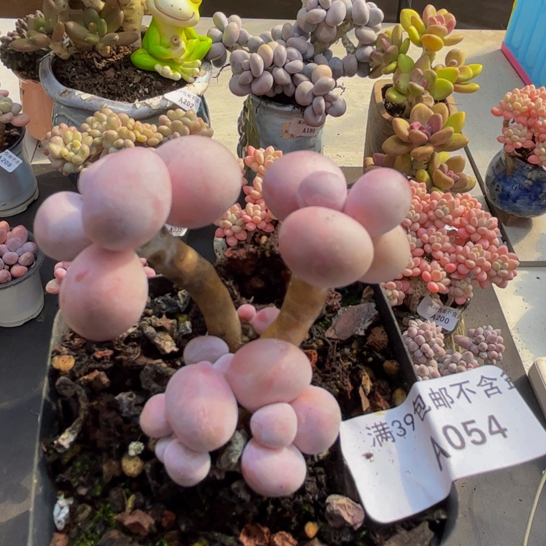 054/6cm橙奶多肉植物