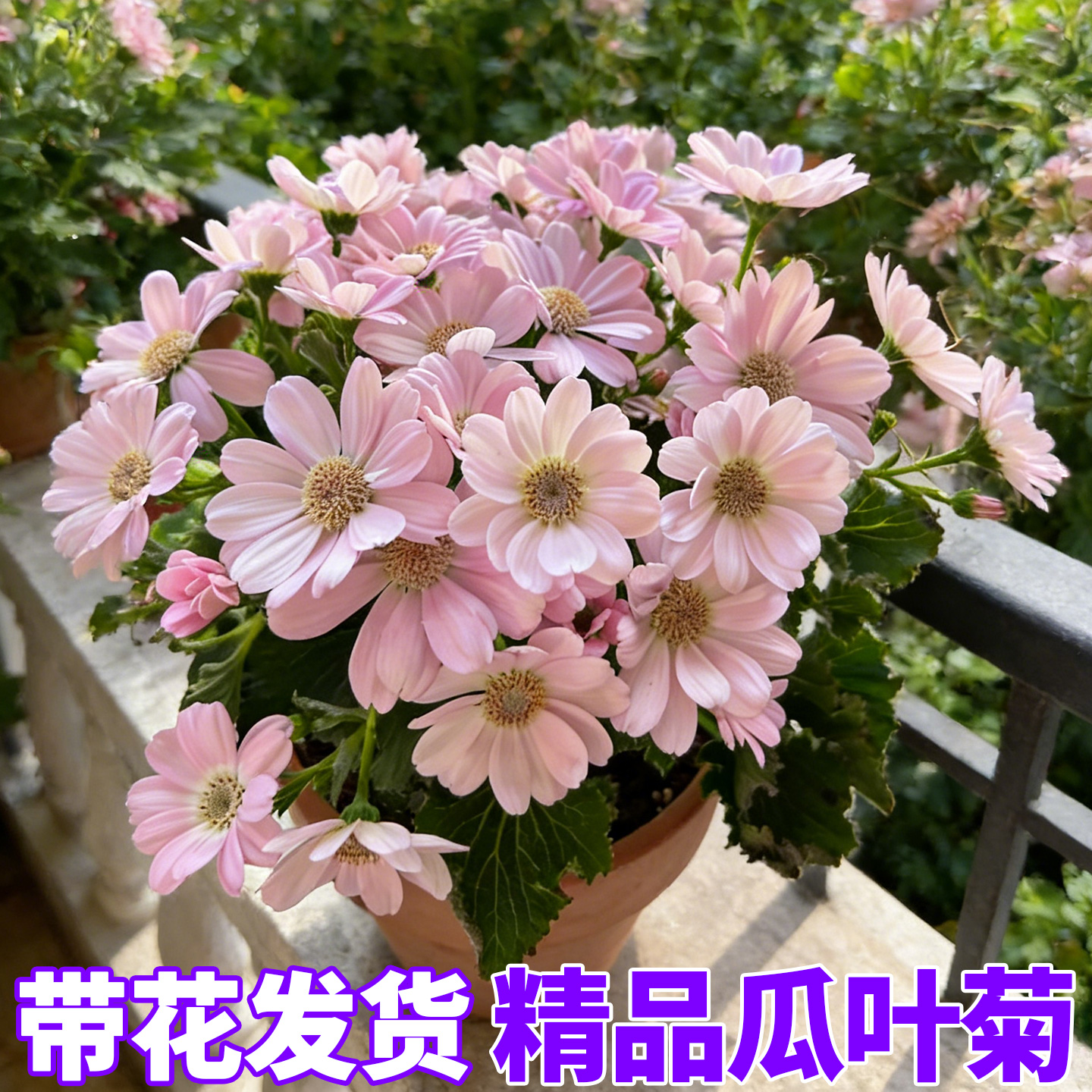 瓜叶菊盆栽带花苞耐寒多色花卉适合室内外阳台庭院种植