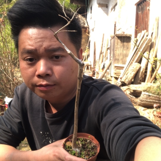 无花朵盆景盆栽（不退不换不包成活率）