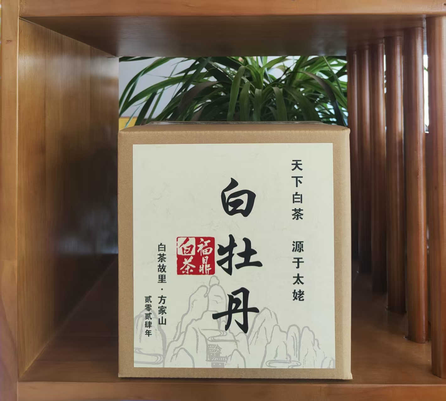 【方家山｜高山纯料】2024年一级白牡丹