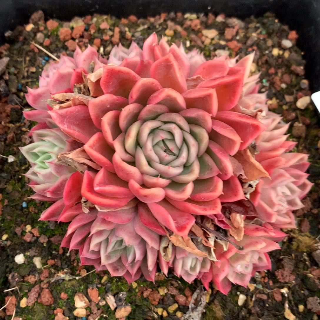 2980杂交多肉植物