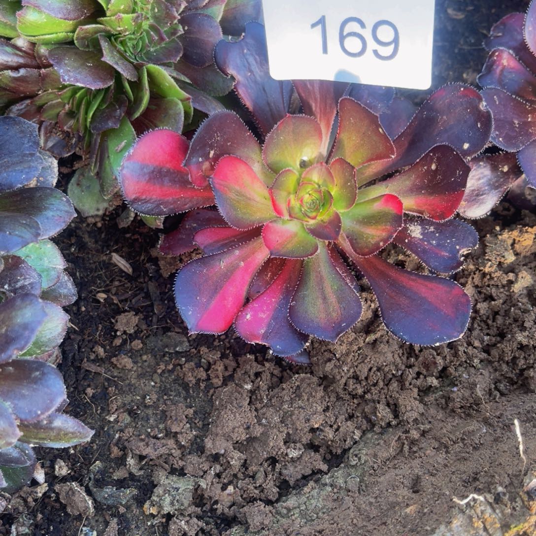 169花蝴蝶孔雀翎法师锦