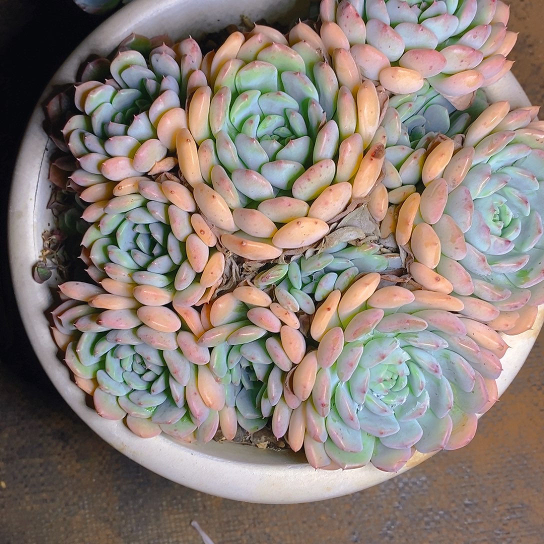 多肉植物白胖子群