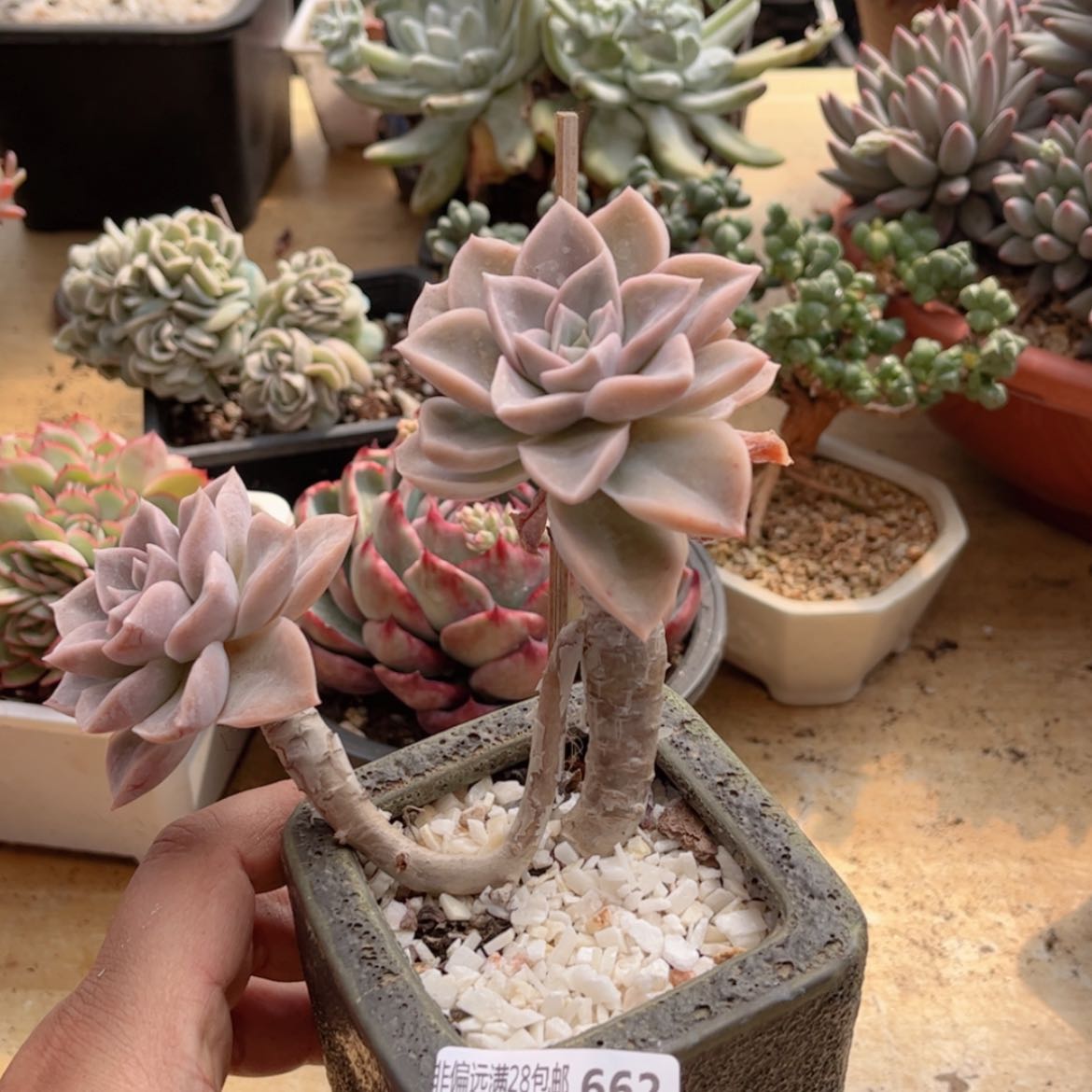 【闪购商品】662哈利沃森