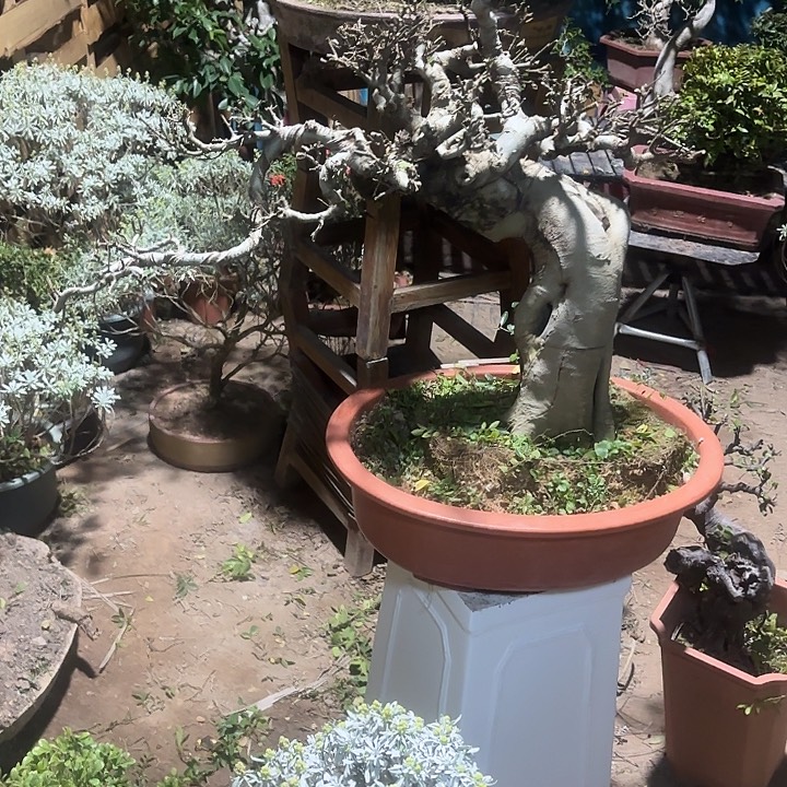 皖***家无花朵哈哈哈哈哈