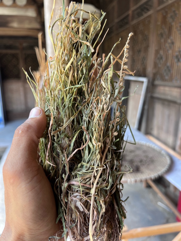 【蛟哥土特产】楠溪江 金丝玉麦