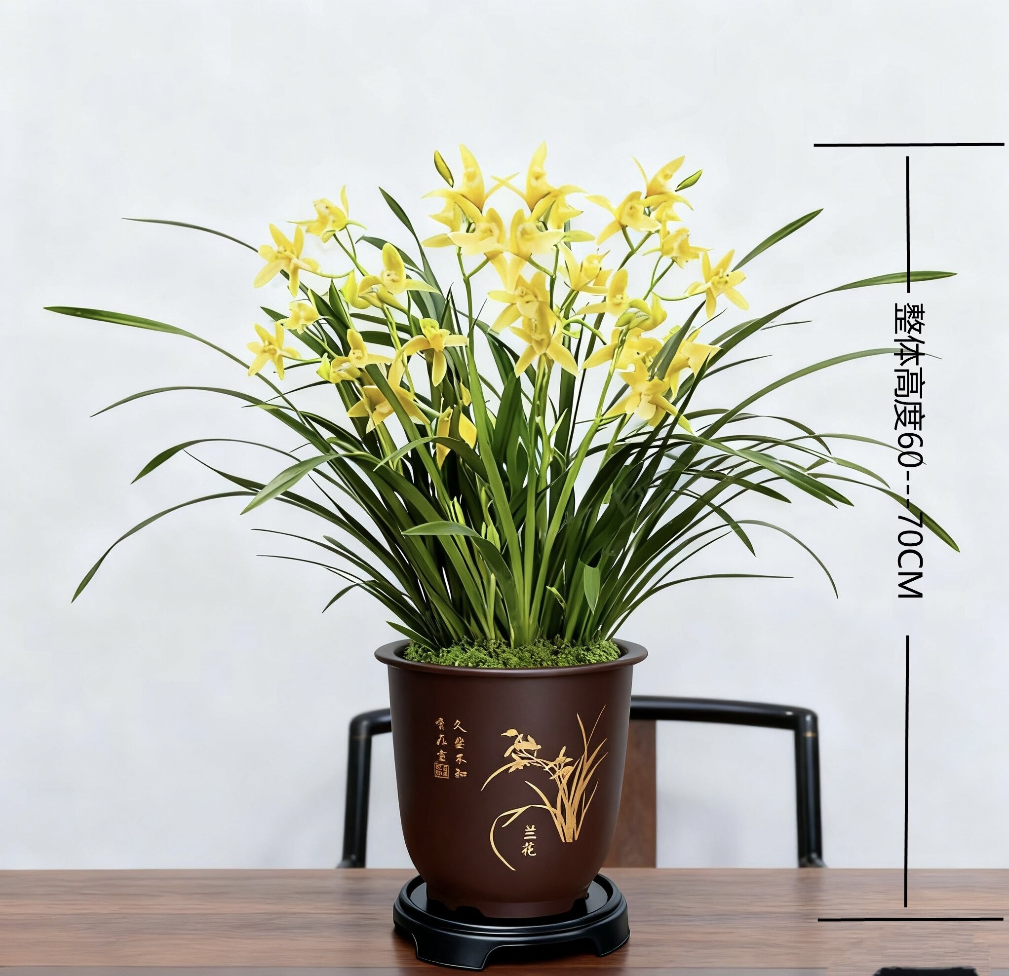 浓香大花【黄金小神童】2-4花剑香水兰花室内高端兰花花期长好养活