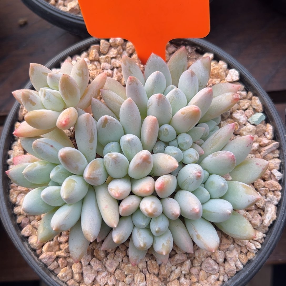 七彩奶糖11111111111111