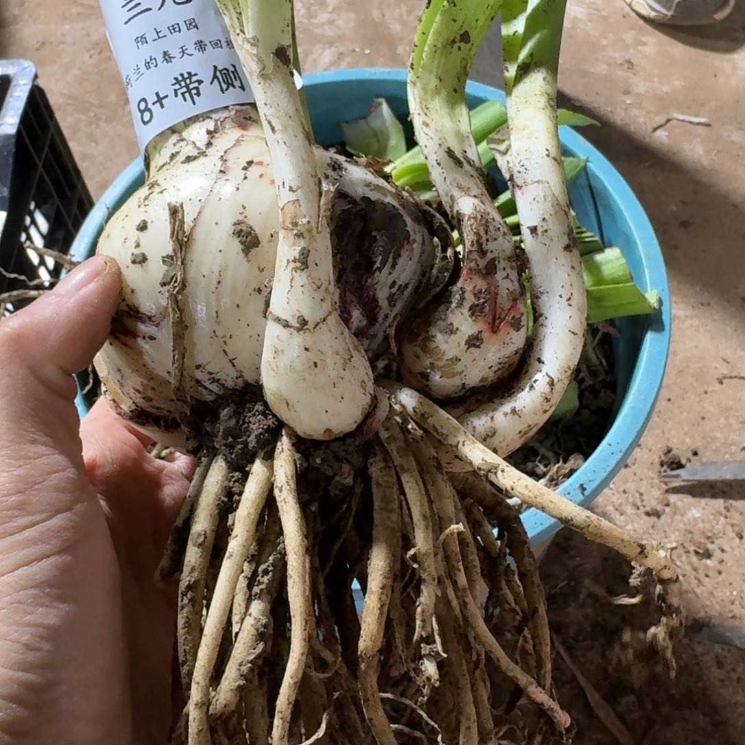 兰尼8+带侧开花球发发