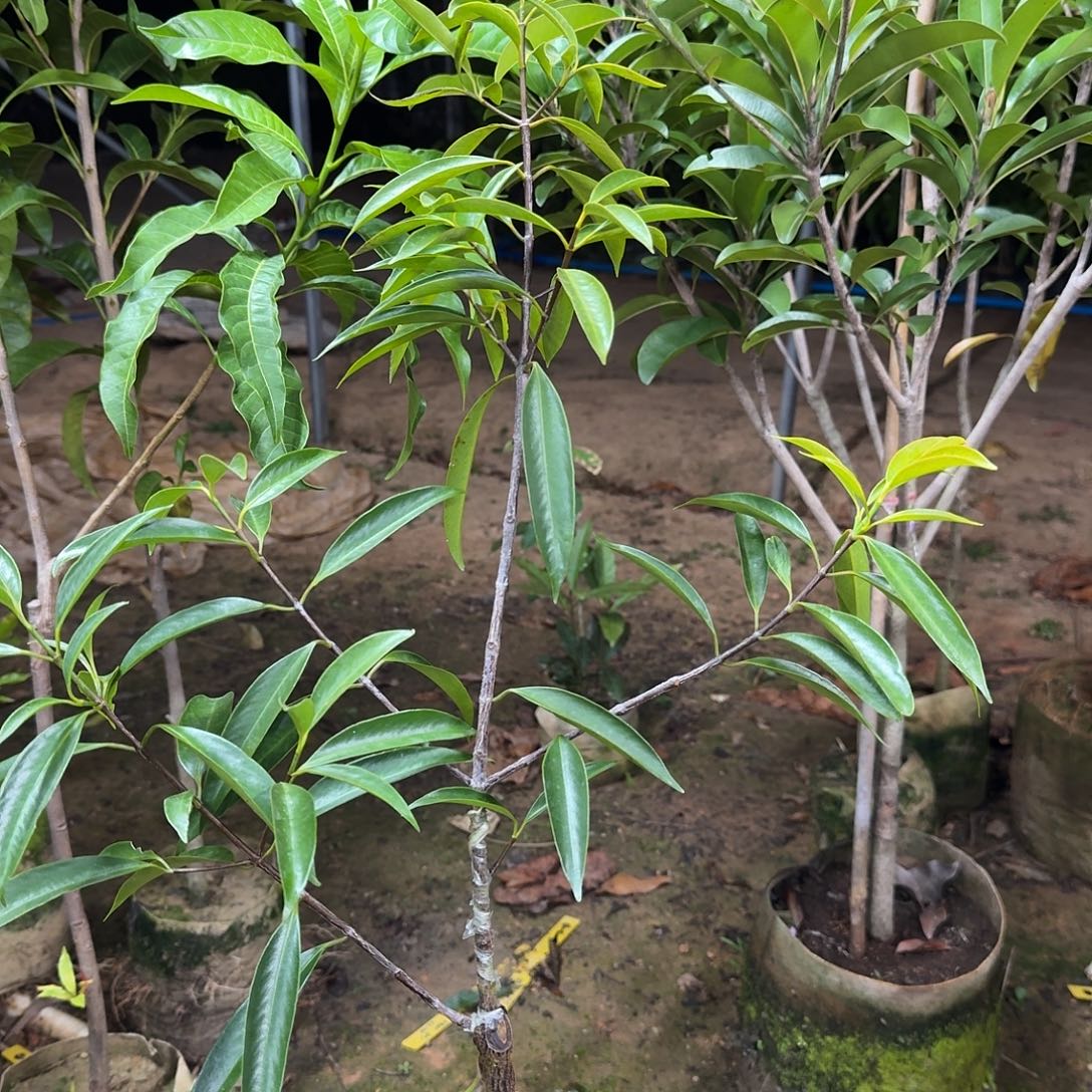 #***#当前无花栽培后可以开花山竹