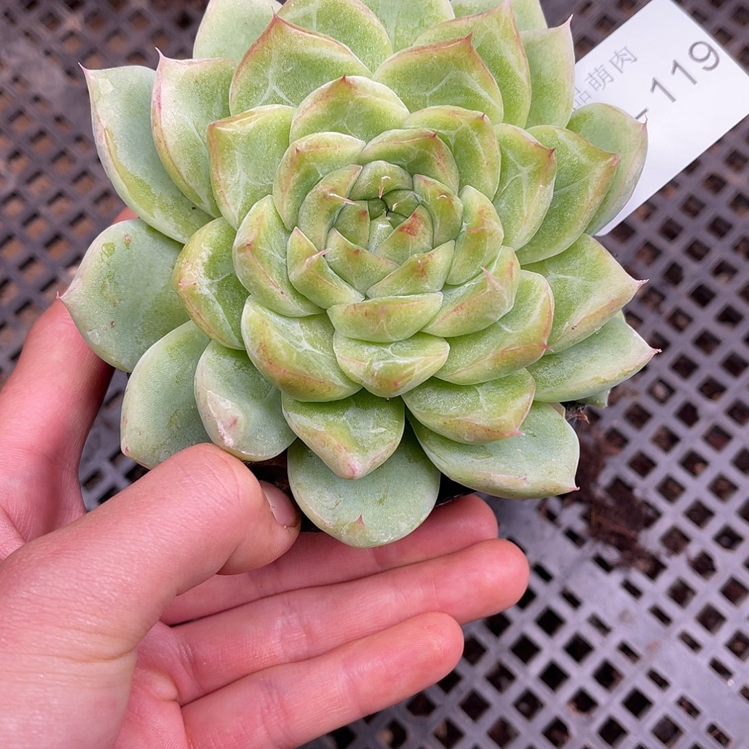 多肉一物一拍13-119