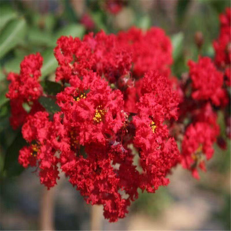 庭院绿化紫薇石楠花树桩地旺宅绿化绿植耐寒耐高温四季观赏花卉