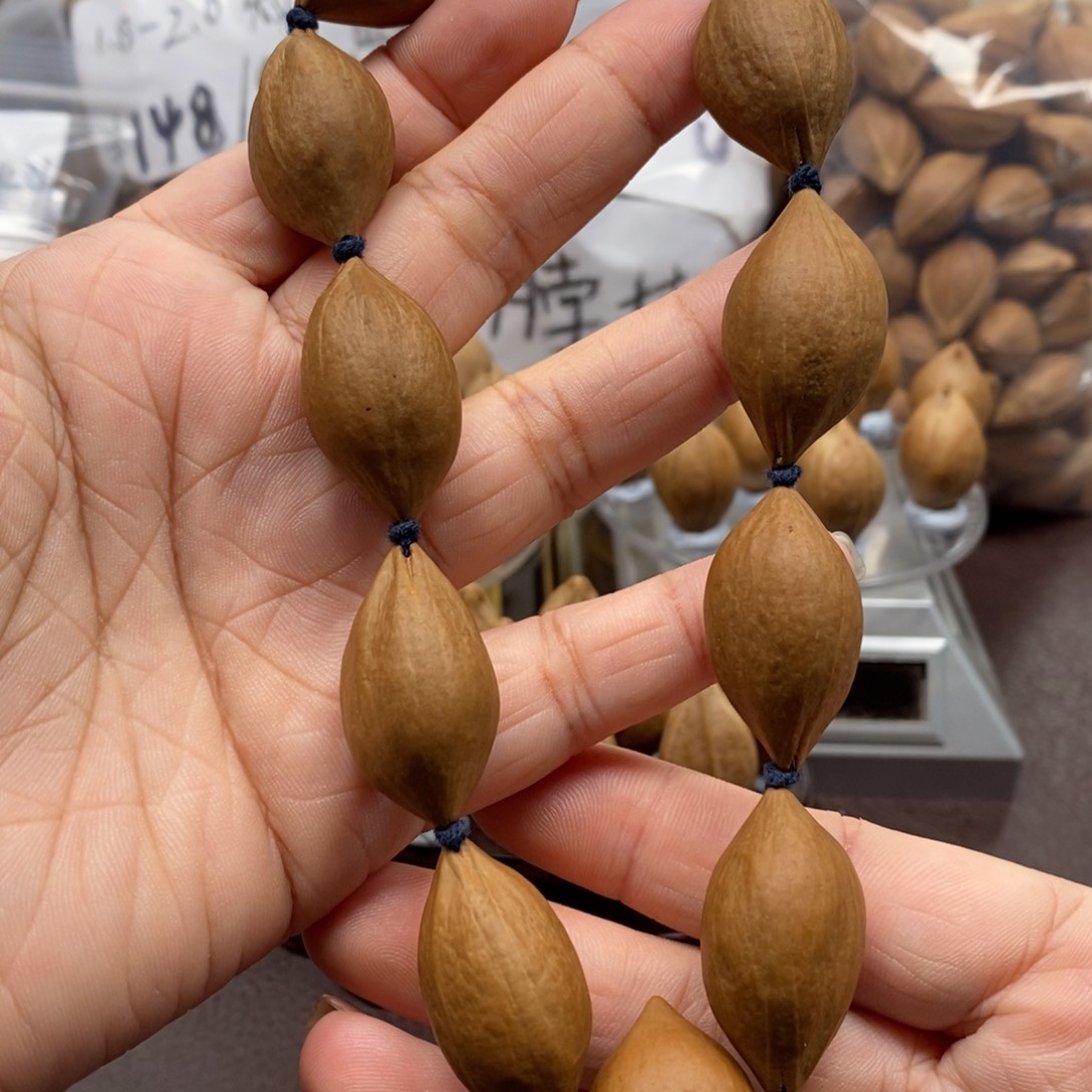 1.8橄榄核原皮素核一条