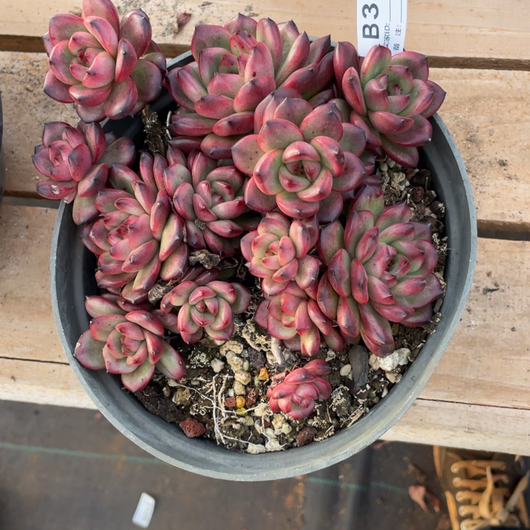 无花朵若茹东云单拍B380