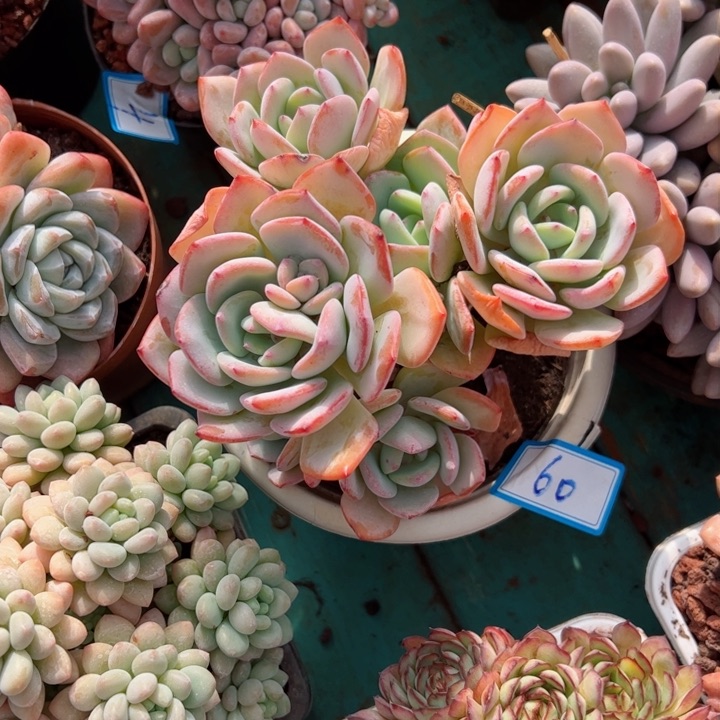 60白月光平平安安健健康康