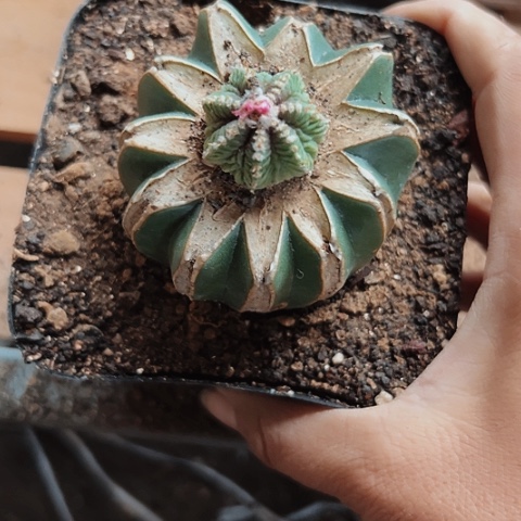 当前无花栽培后可以开花994仙人球