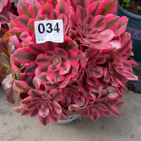 034女巫20厘米左右