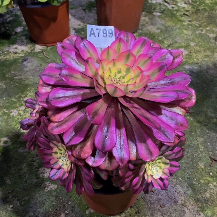 美亚多肉植物799