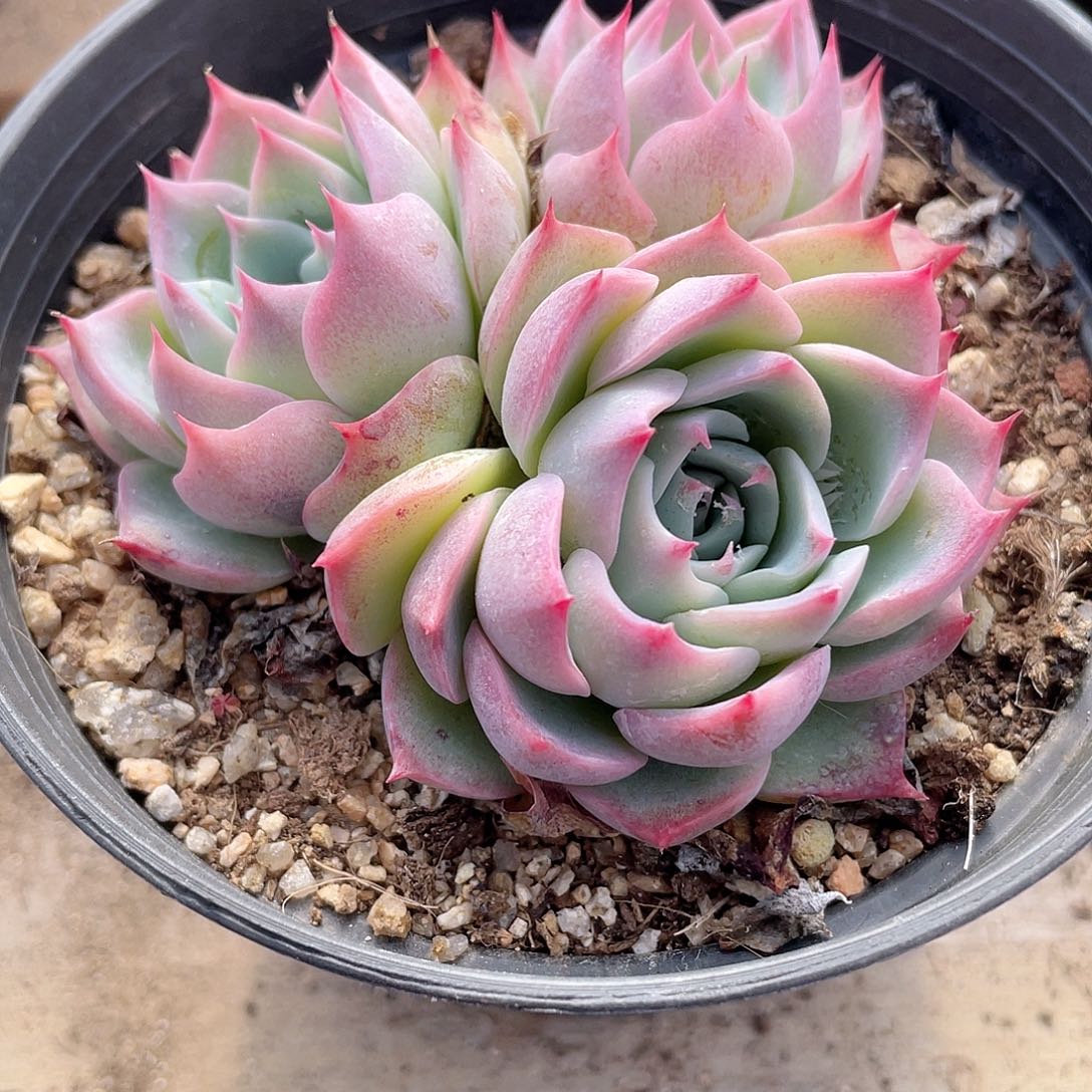 0409  天上人间  六月六