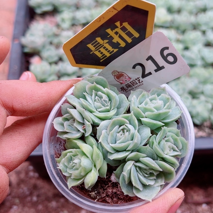 多肉植物多肉植物