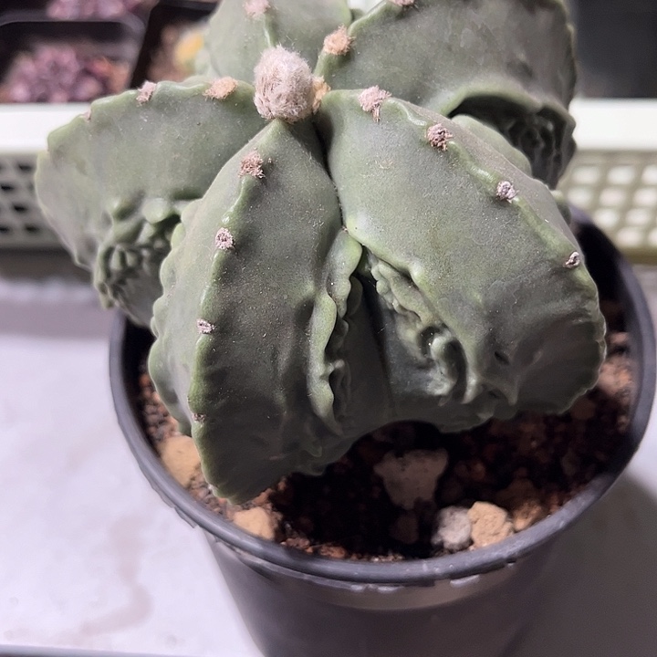 不开花植物陈*.仙人球