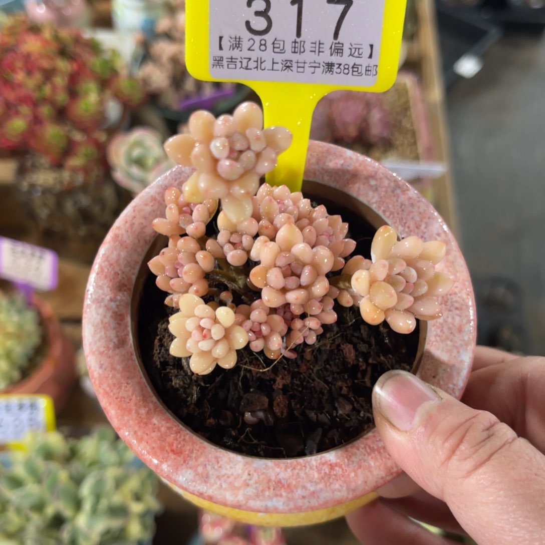 云尘多肉一物一拍317