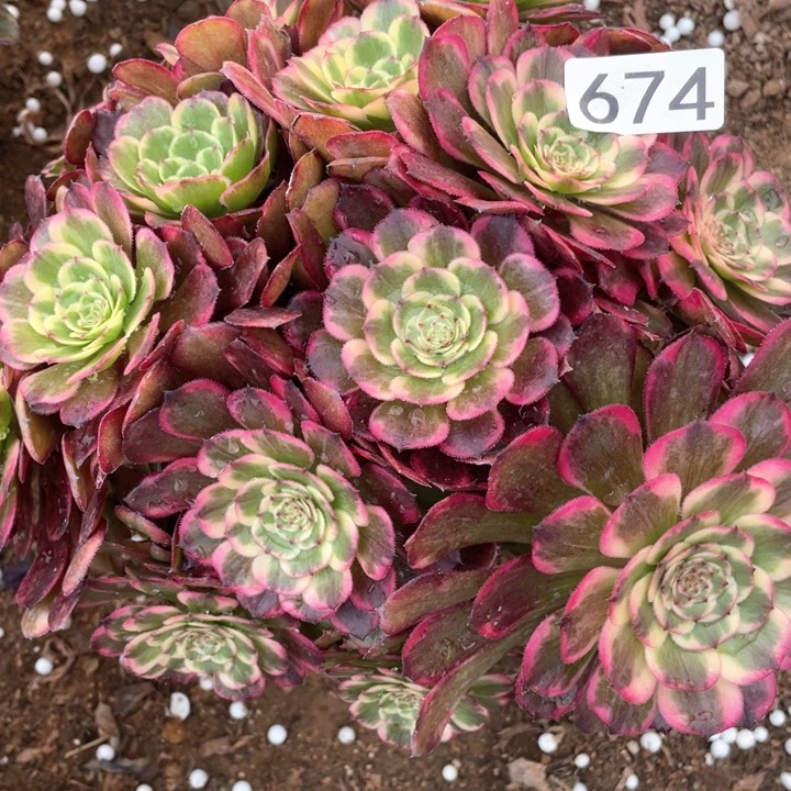 674多肉植物金刚