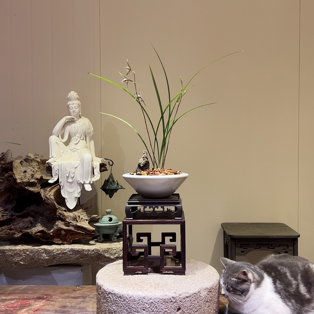 大部分花苞少量开放细叶寒兰