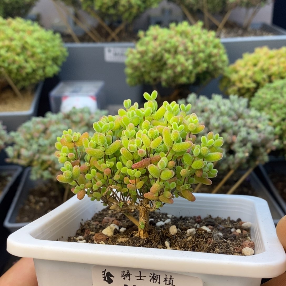 038蜜橘糖球枝干