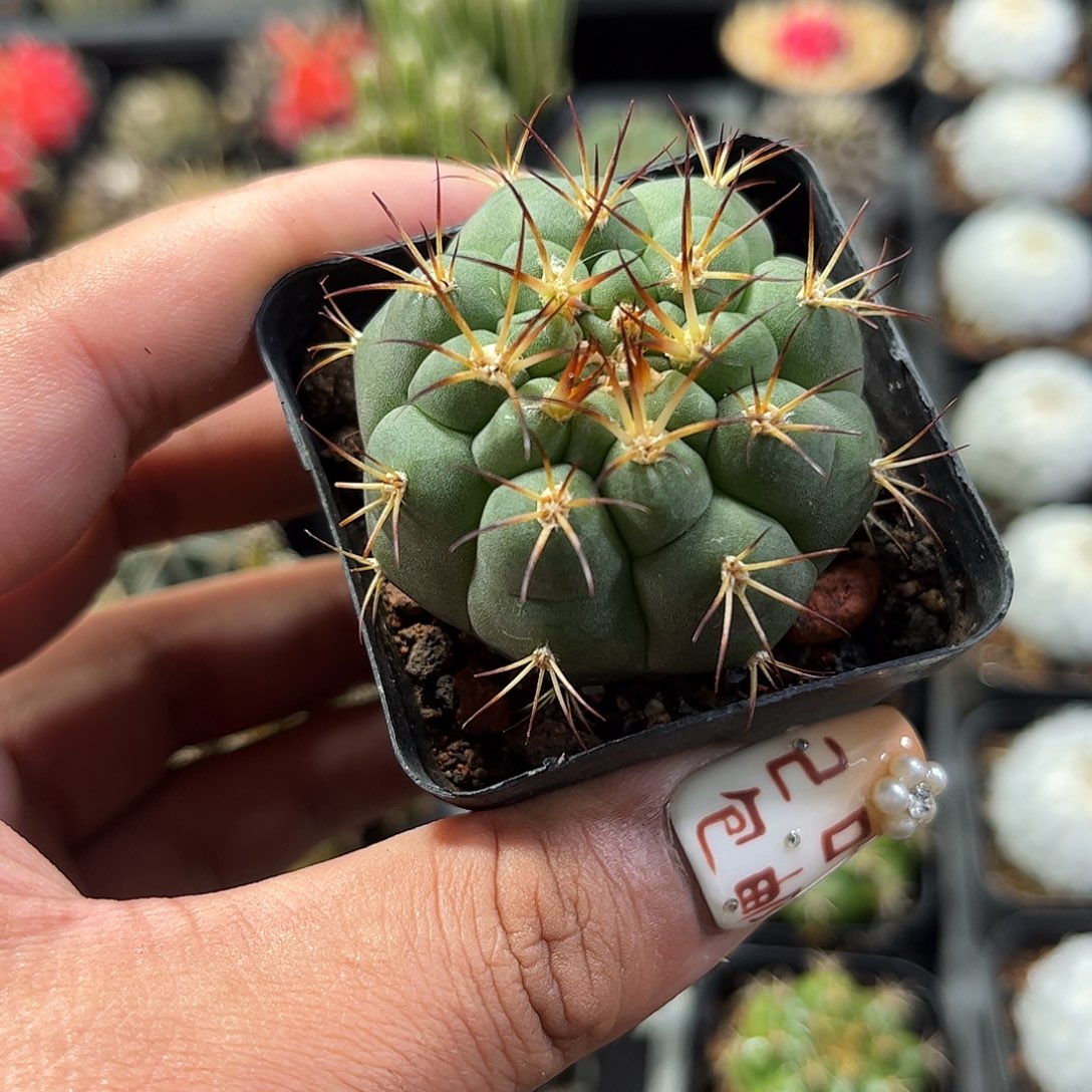 天紫玉单头发货单头