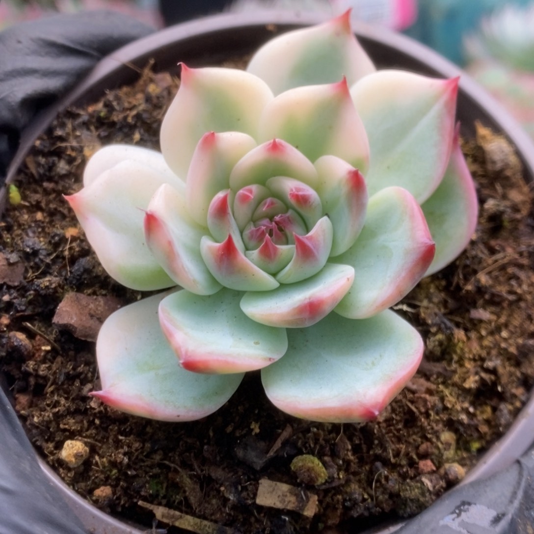 120锦锦锦锦锦锦锦