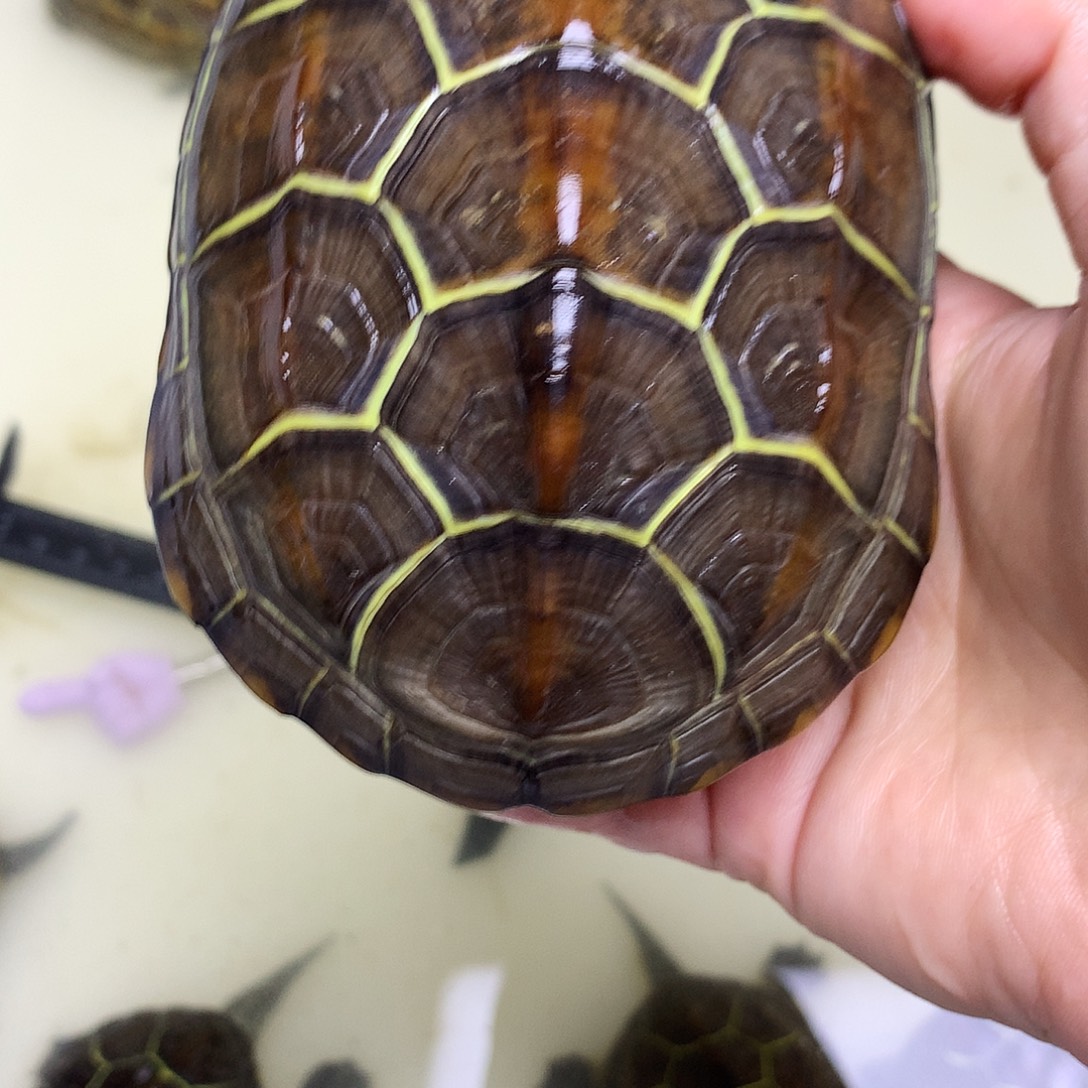 绿毛龟母中华草龟不分