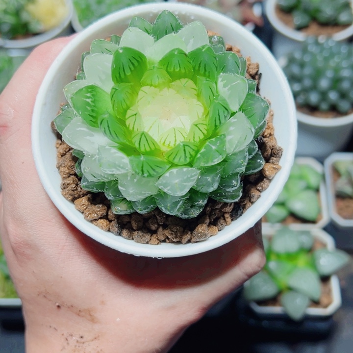 翠云玉露锦多肉植物