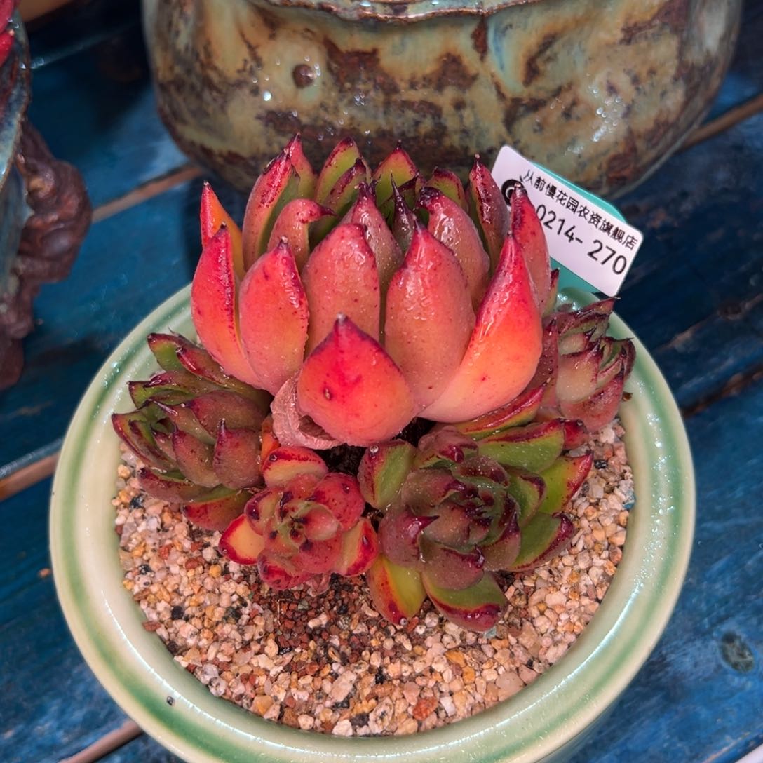 多肉一物一拍0214-270