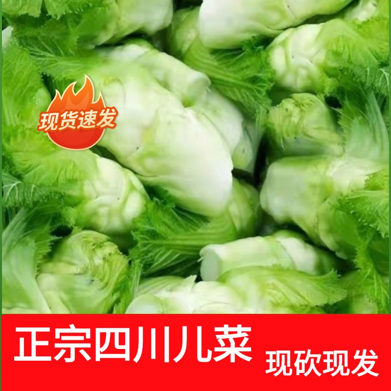 四川新鲜儿菜娃娃菜抱儿菜可作泡菜原料现摘现发