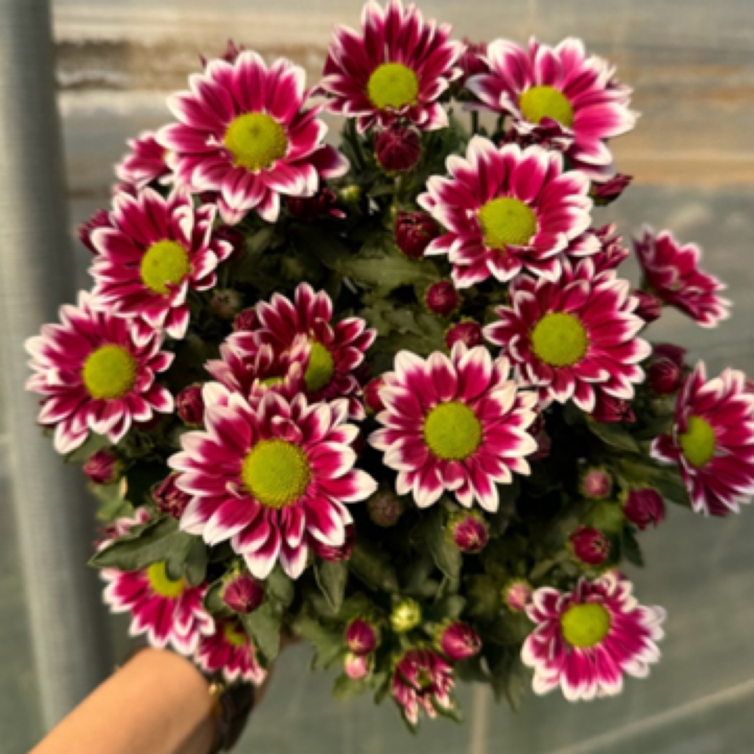 【陪伴复色】新品稀有雏菊盆栽带花发货新手易活