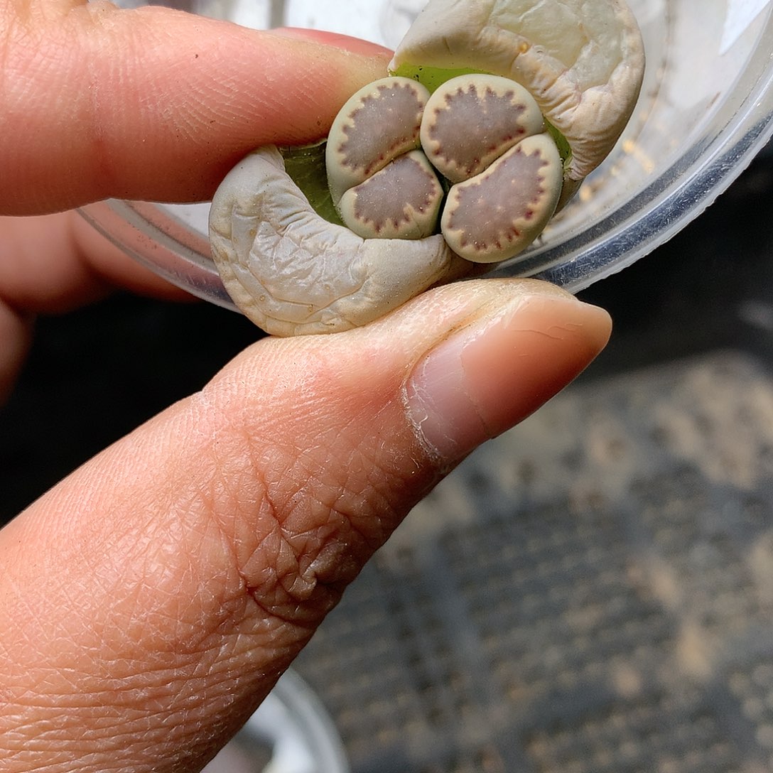 G02多肉植物保护研究所