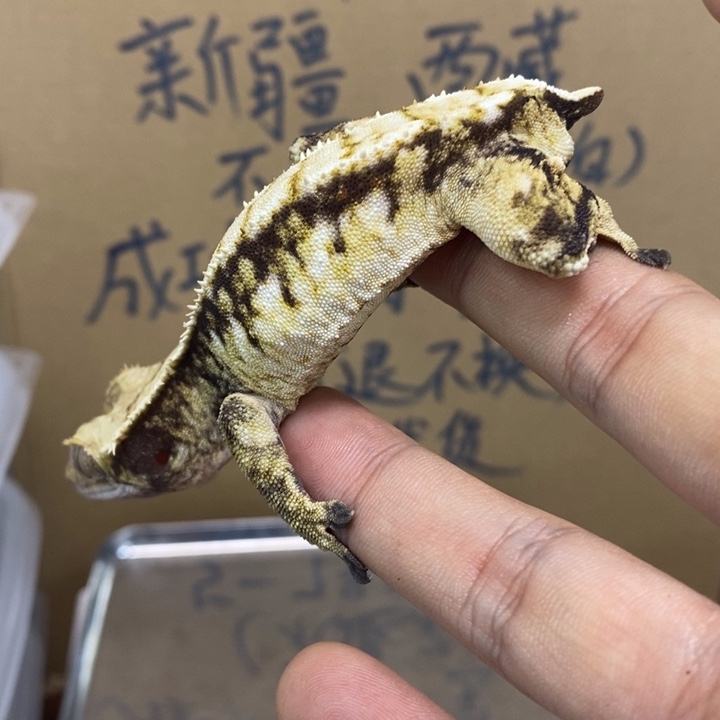 睫角守宫12.2十七