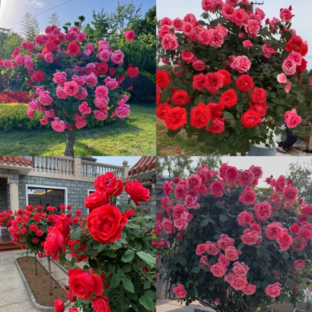 大花浓香型树桩月季棒棒糖庭院花卉四季开花耐热耐寒