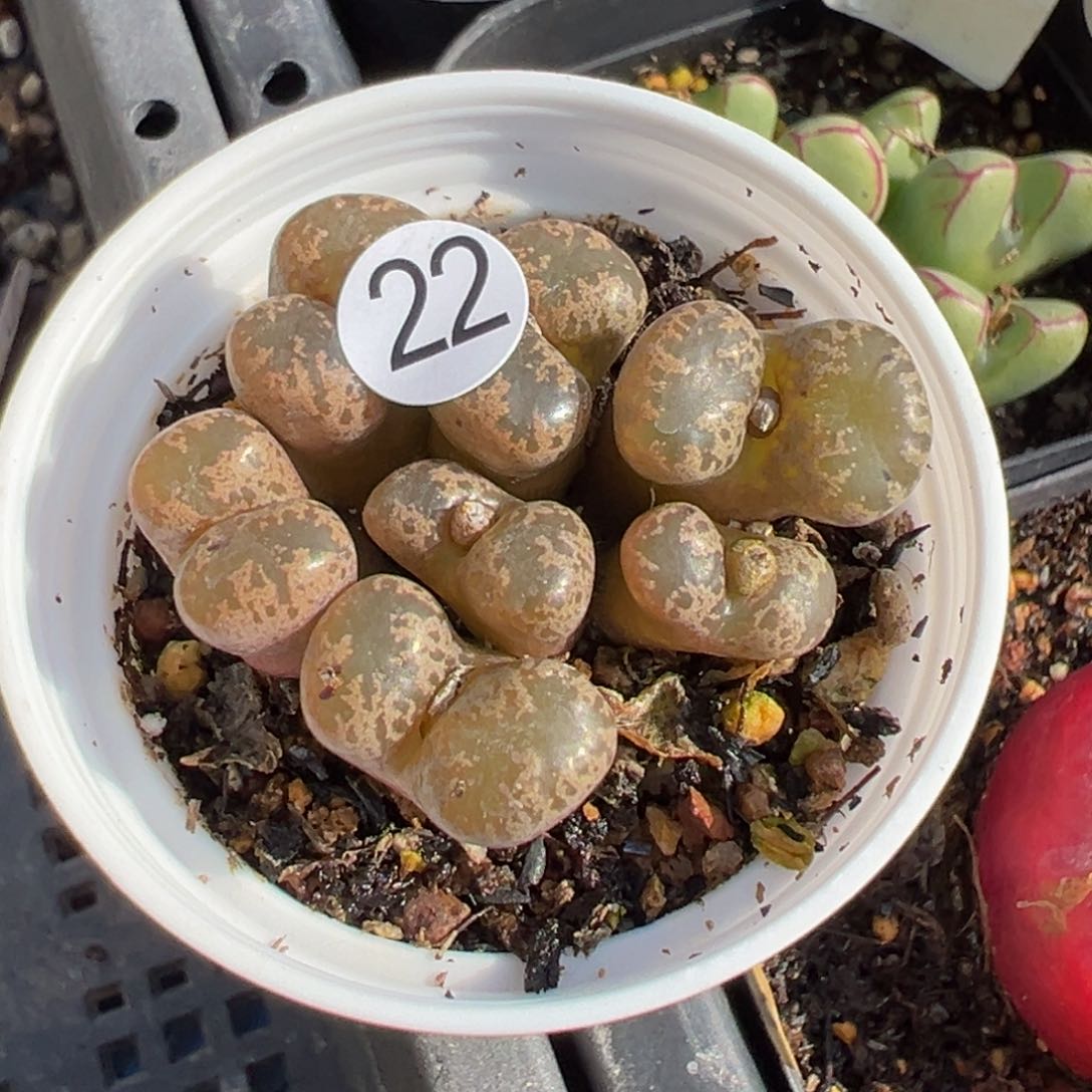 多肉植物11111111111111